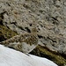 Alpenschneehuhn, Weibchen