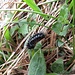Raupe des Skabiosen-Scheckenfalters (Euphydrias aurinia debilis)