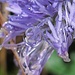 Nacktstängelige Kugelblume (Globularia nudicaulis) mit Regentropfen / con gocce di pioggia.