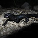 Vorsicht im Dunkeln, dass man keinen dieser schönen Alpensalamander verletzt!!<br /><br />Attenzione nel buio affinchè non si ferisca una bella salamandra!
