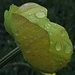 Regentropfen auf den Trollblumen<br /><br />Gocce di pioggia sulle Trollius europaeus