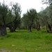 Olivenhaine - Ligurien ist bekannt für sein Olivenöl