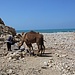 Ein Junge bringt seine Kamele zur Tränke