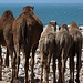Kamelfamilie