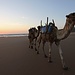 Kamele im Sonneuntergang
