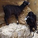 Nicht nur auf Bäumen, auch auf Fels klettern die marokkanischen Ziegen sicher