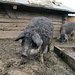 Wollschweine beim Berghotel Wissiflue, die sich seit unserem letzten Besuch vor einigen Jahren prächtig vermehrt haben