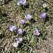 <b>Crocus albiflorus.
Il 97% circa dei fiori sono bianchi, il 3 % viola.</b>