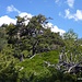 Mediterrane Landschaft. 