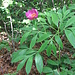 Paeonia officinalis L.   <br />Paeoniaceae<br /><br />Peonia selvatica.<br />Pivonie officinale.<br />Pfingstrose.