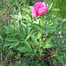 Paeonia officinalis L.   <br />Paeoniaceae<br /><br />Peonia selvatica.<br />Pivonie officinale.<br />Pfingstrose. 