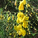 Cytisus scoparius (L.) Link   <br />Fabaceae<br /><br />Ginestra dei carbonai, Scannabecco.<br />Cytise à balaise.<br />Besenginster. 