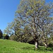 Prächtige Ahorn-Bäume in Mont de Baulmes d'en Haut
