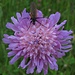 Die Acker-Witwenblume (Knautia arvensis)