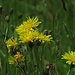 Wiesen-Pippau (Crepis biennis)