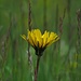 Der Wiesenbocksbart schließt eigentlich mittags seine Blüte.<br /><br />Il Tragopogon pratensis normalmente chiude il suo fiore a mezzogiorno.