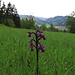 Kleines Knabenkraut mit Blick auf Unterammergau<br /><br />Orchis morio con vista su Unterammergau