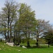 schöne Baumgruppen auf Le Soliat