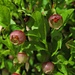 Blüten der / fiori del Heidelbeere (Vaccinium myrtillus)