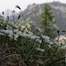 Alpen-Hahnenfuß (Ranunculus alpestris)