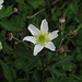 Eisenhutblättriger Hahnenfuß (Ranunculus aconitifolius)