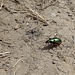 Schneller Käfer am Wegrand