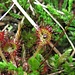 Rundblättriger Sonnentau (Drosera rotundifolia) im Kochelfilz bei Altenau