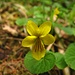 Stiefmütterchen (Viola biflora)