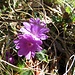 Ganzblättrige Primel (Primula integrifolia)