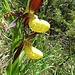 Frauenschuh (Cypripedium calceolus)