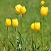 <i>Tulipa grengiolensis</i>, eine endemische Tulpenart die nur auf drei Äcker in Grengiols blüht.