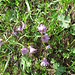 Soldanella alpina L.  
Primulaceae

Soldanella comune.
Soldanelle des Alpes.
Grosses Alpengloechen.