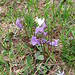 Soldanella alpina L.   
Primulaceae

Soldanella comune.
Soldanelle des Alpes.
Grosses Alpengloechen.