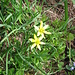 Gagea fragifera (Vill.) Ehr.Bayer & G.Lopez   
Liliaceae

Cipollaccio fistoloso.
Etoile jaunefistuleuse.
Roehriger Gelbstern.   