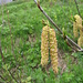 Corylus avellana L.   
Betulaceae

Nocciolo comune.
Noisetier.
Haselstrauch.