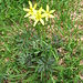 Gagea fragifera (Vill.) Ehr. Bayer & G.Lopez   
Liliaceae

Cipolaccio fistoloso.
Etoile jaune fistuleuse.
Roehriger Gelbstern.
