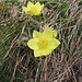 Pulsatilla alpina subsp.apiifolia (Scop.) Nyman   Ranunculaceae<br /><br />Pulsatilla sulfurea.<br />Pulsatille soufrée.<br />Schwefel-Anemone.