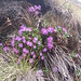 Primula hirsuta All.   
Primulaceae

Primula irsuta.
Primèvere à gorge blanche.
Rote Felsen-Primel.
