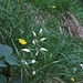 Langblättriges oder Schwertblättriges Waldvöglein (Cephalanthera longifolia)