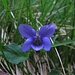 Das Waldveilchen (Viola sylvestris)