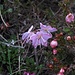 Noch eine Zwerg-Alpenrose (Rhodothamnus chamaecistus)