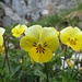 Feld-Stiefmütterchen (Viola tricolor)