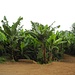 Bananenplantagen am Weg