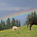Oh wie schön: Regenbogen mit Kühen und Bergen.