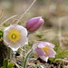 Blühende Frühlings-Küchenschellen (Pulsatilla vernalis)