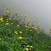 Trollblumen vor Nebelkulisse