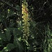 Ohnhorn/Puppenorchis (Aceras antropophorum)
