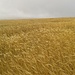 Endlose Weizenfelder