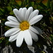 Margherita alpina (Leucanthemopsis alpina)