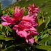 Rosa delle Alpi (Rododendrum ferrugineum) 
